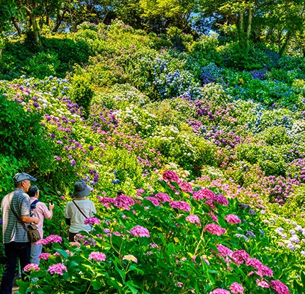 下田公園のあじさい